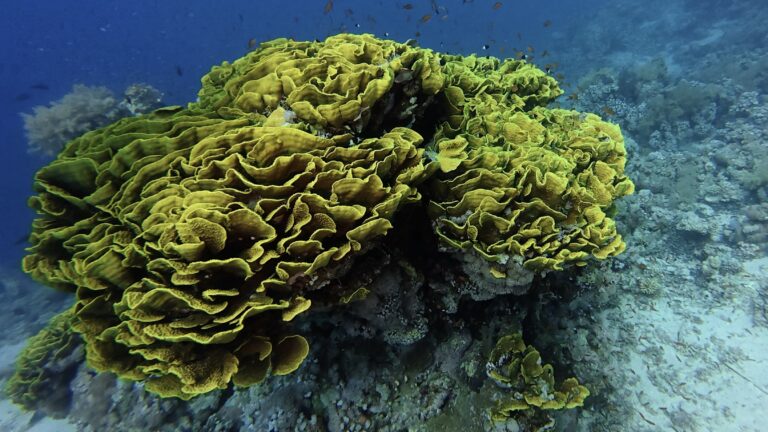 Egypte croisière Nord - Alcyonaire (corail mou) 2
