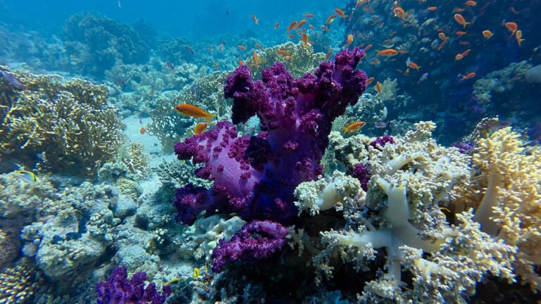 Egypte croisière Nord - Alcyonaire (corail mou)
