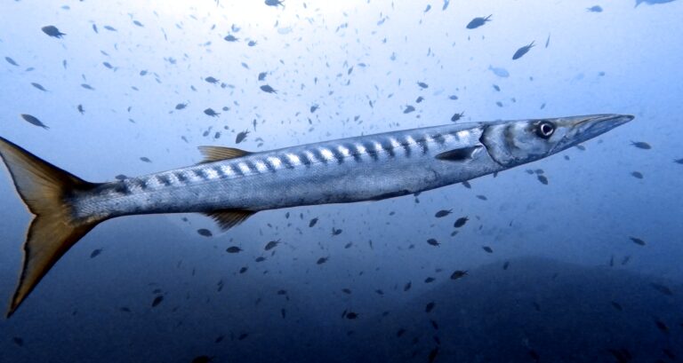 Stage de mer à l&rsquo;Estartit - Barracuda