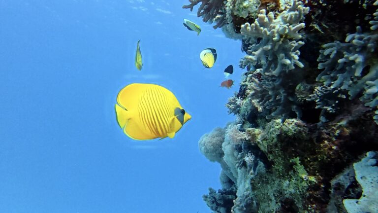 Egypte croisière Nord - Poisson papillon masqué