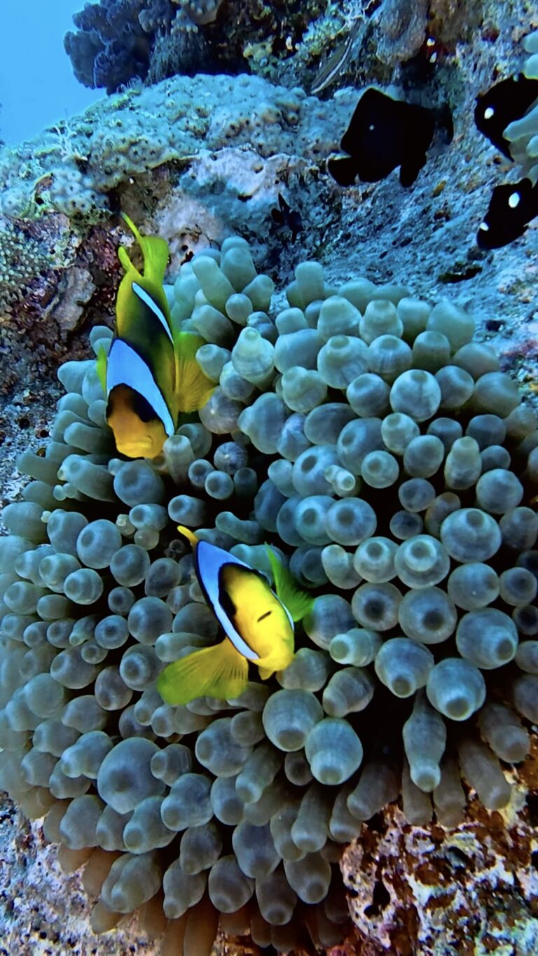Egypte croisière Nord - Poissons clowns dans leur anémone