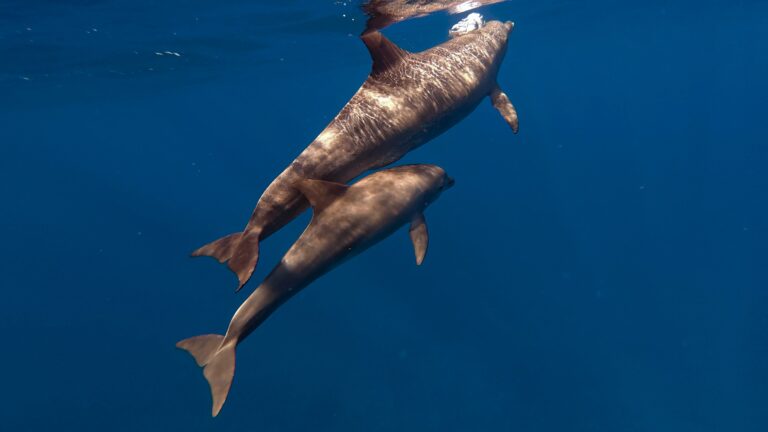 Egypte croisière Nord - Snorkeling avec les dauphins